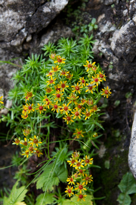 P_Craiului_020_Flori galbene 1