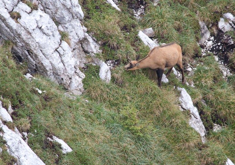 P_Craiului_045_o capra neagra paste nestingherita