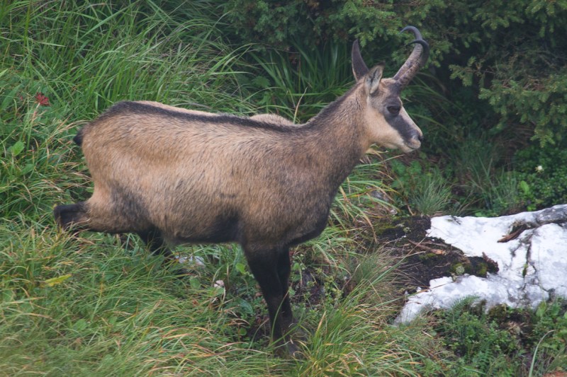 P_Craiului_047_acelasi tzap ne accepta prezenta in apropiere 1