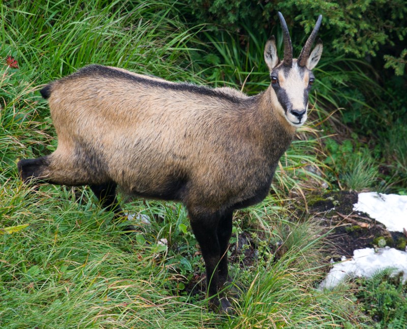 P_Craiului_048_acelasi tzap ne accepta prezenta in apropiere 2