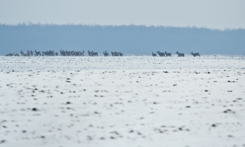 Cerbi_comana_003_ciute si cerbi in iarna departe 3