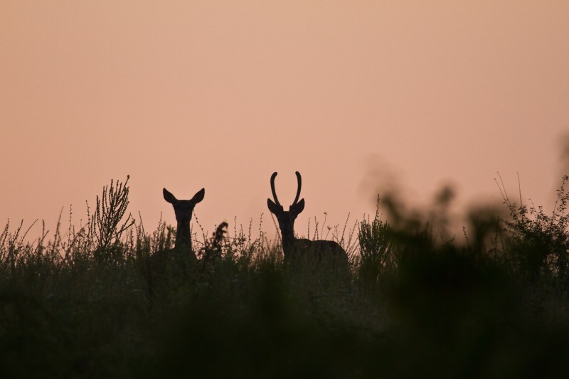 Cerbi_comana_004_cerb si ciuta contralumina 2