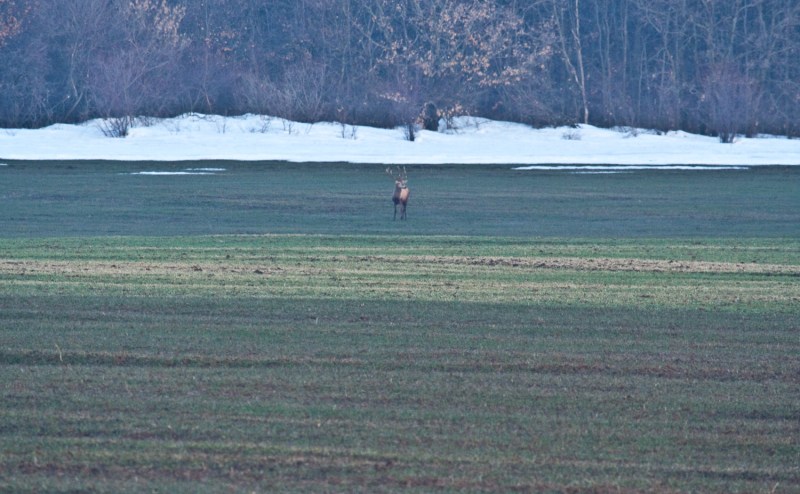 Cerbi_comana_006_cerb la distanta