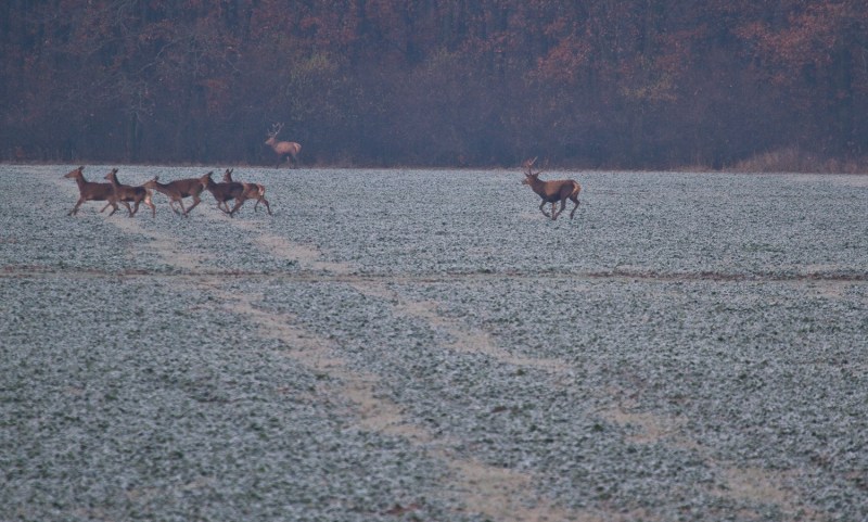 Cerbi_comana_009_cerbi si ciute la liziera 3