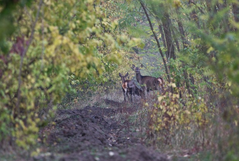 Cerbi_comana_010_ciute toamna 1