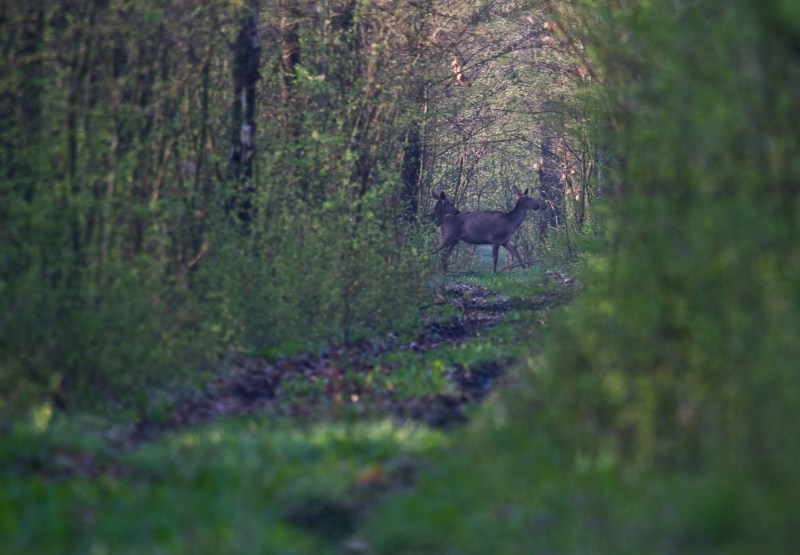 Cerbi_comana_012_ciute discrete