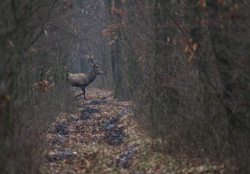 Cerbi_comana_014_cerb traversand