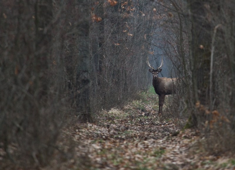 Cerbi_comana_016_cerb pe poteca3