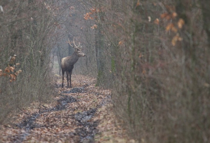 Cerbi_comana_019_cerb pe poteca 6
