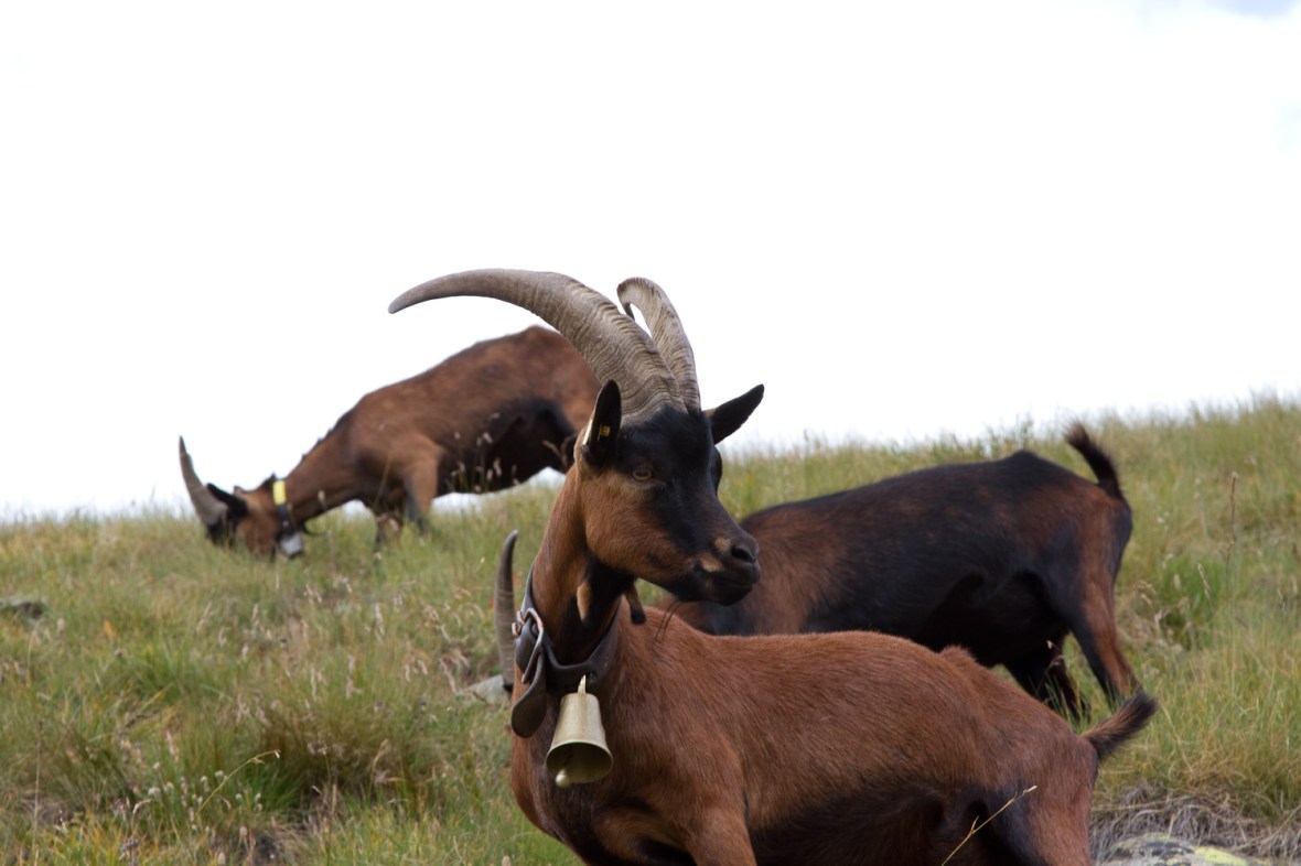 Gran_Paradiso_sep13_010_ibix cu talanga