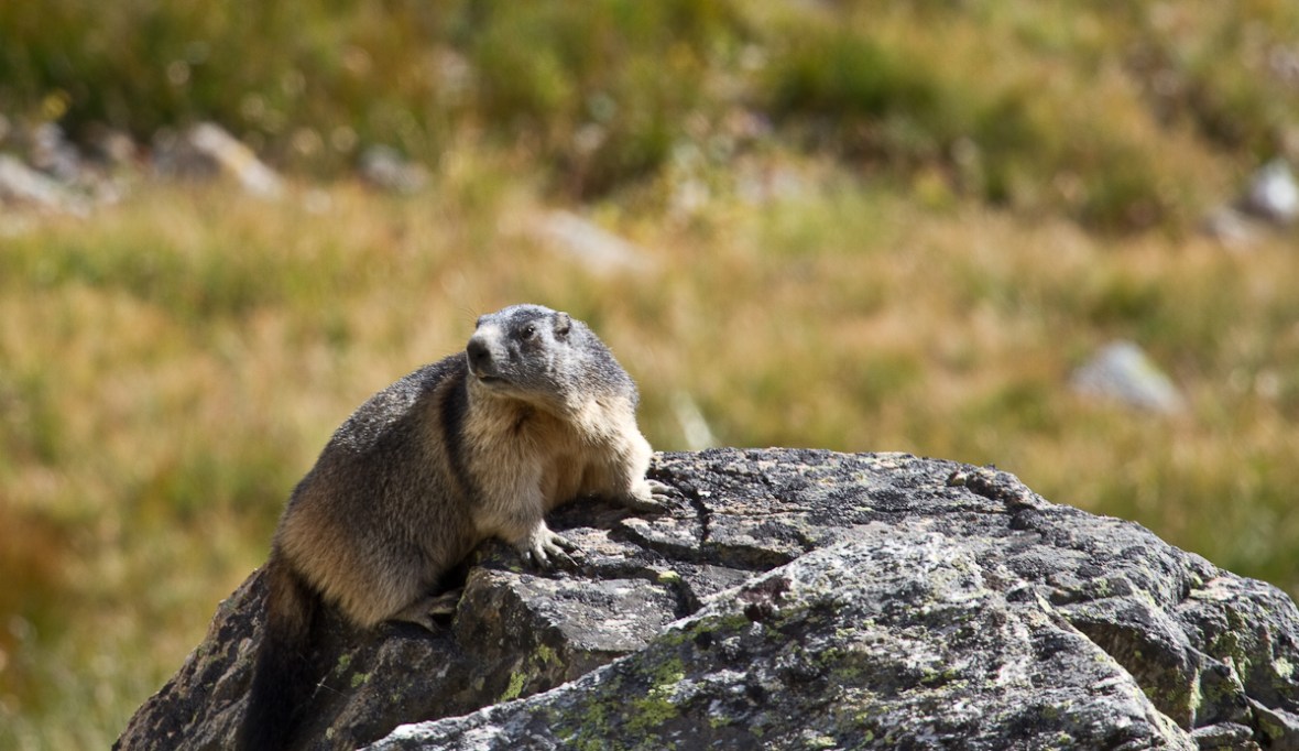 Gran_Paradiso_sep13_050_Marmota alpina 1