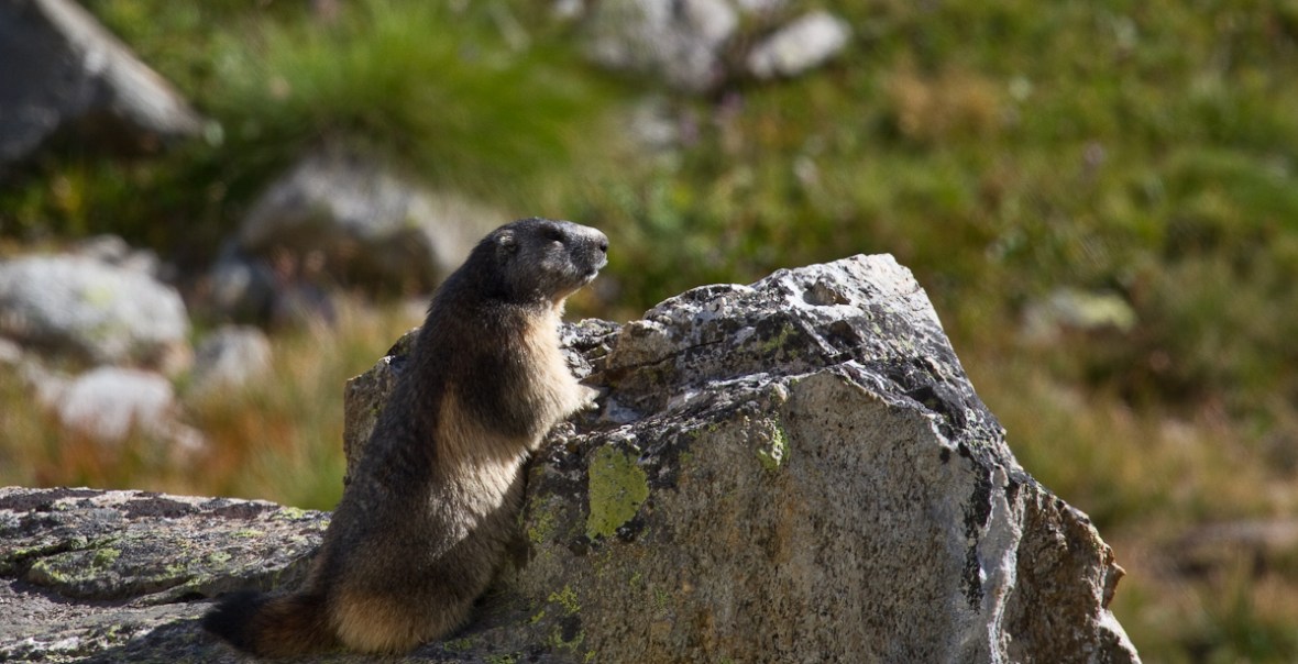 Gran_Paradiso_sep13_051_Marmota alpina 3