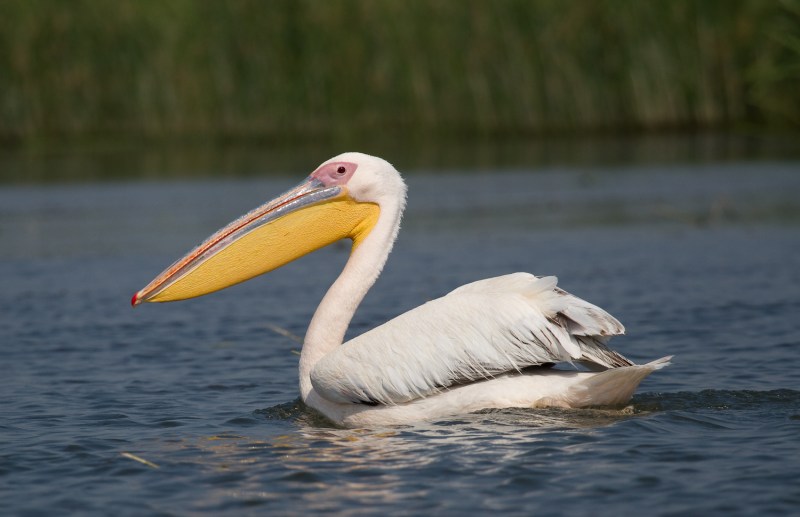 Meleaua Sf Gheorghe_0001_PelicanComun_01