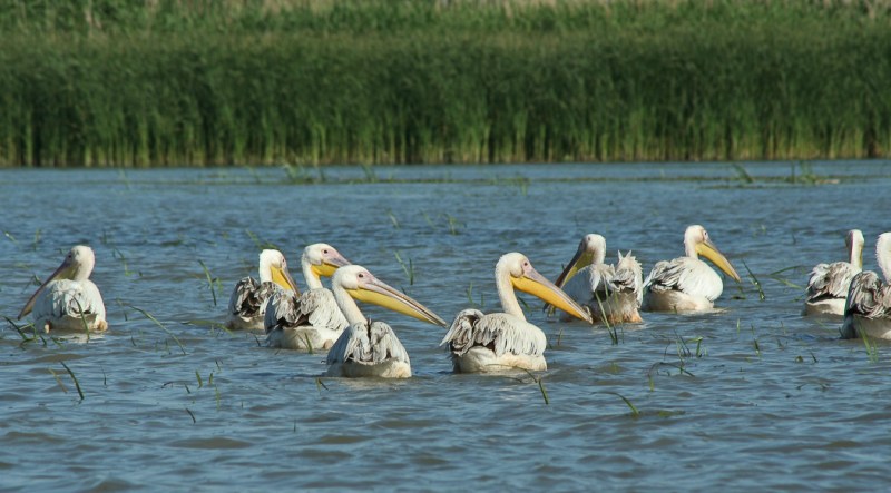 Meleaua Sf Gheorghe_0002_Pelicani plutind