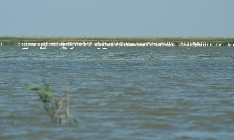 Meleaua Sf Gheorghe_0005_Pelicani lenevind departe