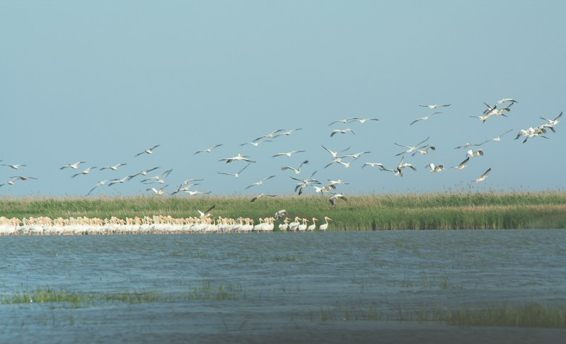 Meleaua Sf Gheorghe_0007_pelicani decoland