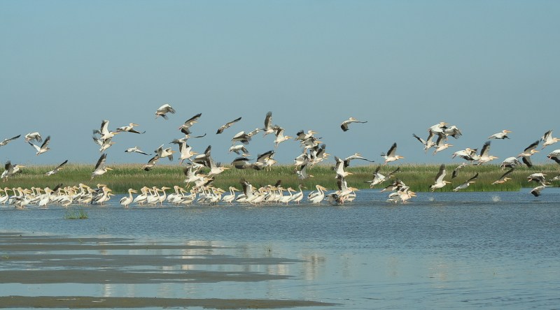 Meleaua Sf Gheorghe_0008_pelicani decoland 03