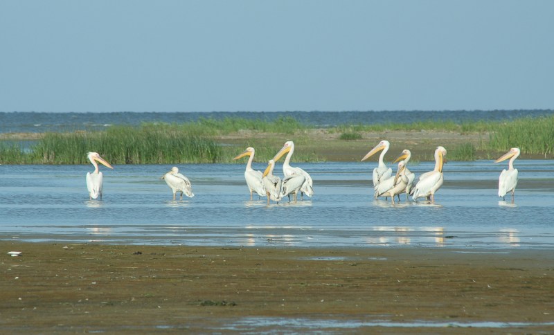 Meleaua Sf Gheorghe_0011_pelicanii cei mai curajosi raman ultimii