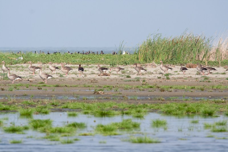 Meleaua Sf Gheorghe_0012_gaste pe cordonul litoral