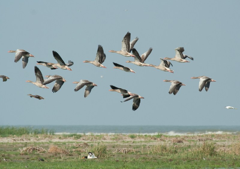 Meleaua Sf Gheorghe_0013_gaste decoland