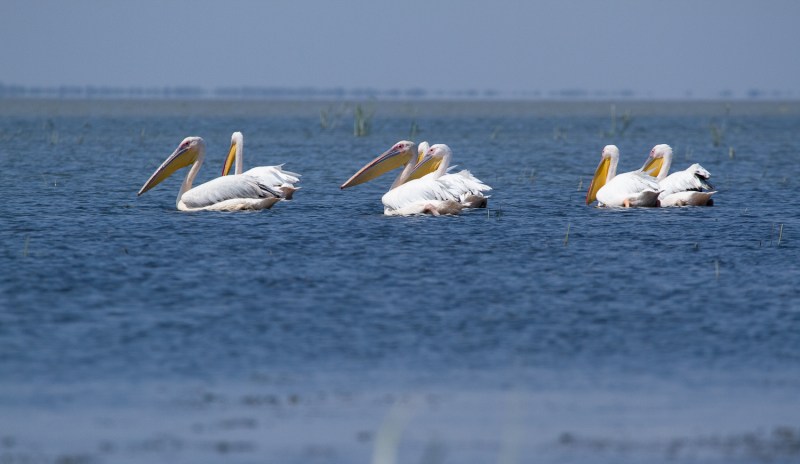 Meleaua Sf Gheorghe_0017_Pelicani la masa_02