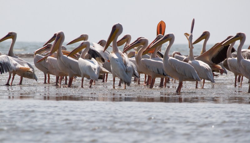 Meleaua Sf Gheorghe_0020_Pelicani lenevind_01