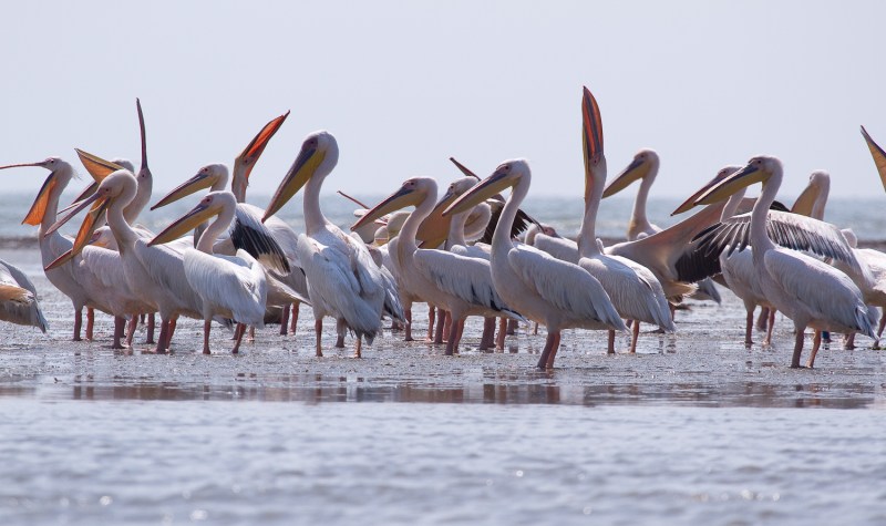 Meleaua Sf Gheorghe_0021_Pelicani lenevind_02