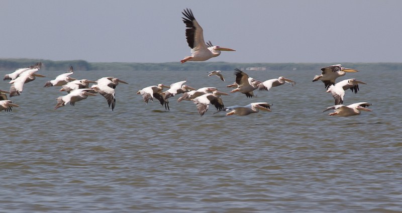 Meleaua Sf Gheorghe_0023_pelicanii intotdeauna fug