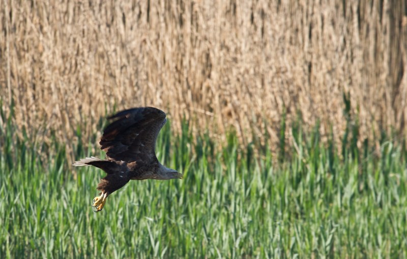 Pasari_la_Uzlina_Codalb 004