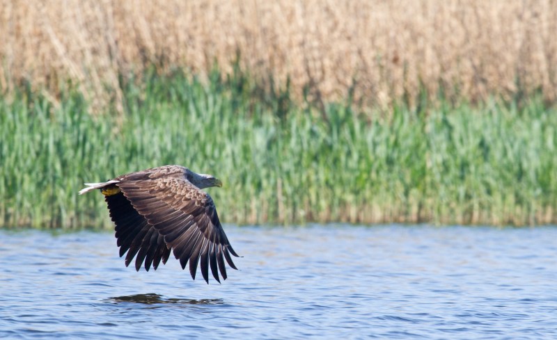 Pasari_la_Uzlina_Codalb 005