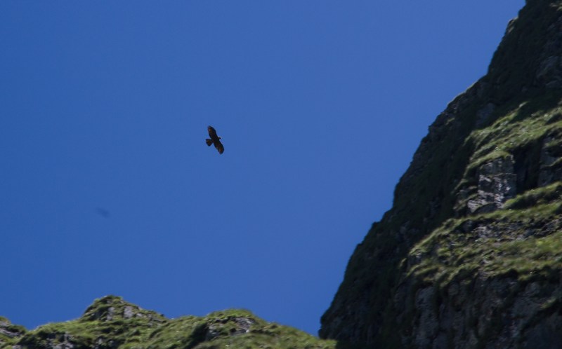 Vf Moldoveanu_005_acvila 1