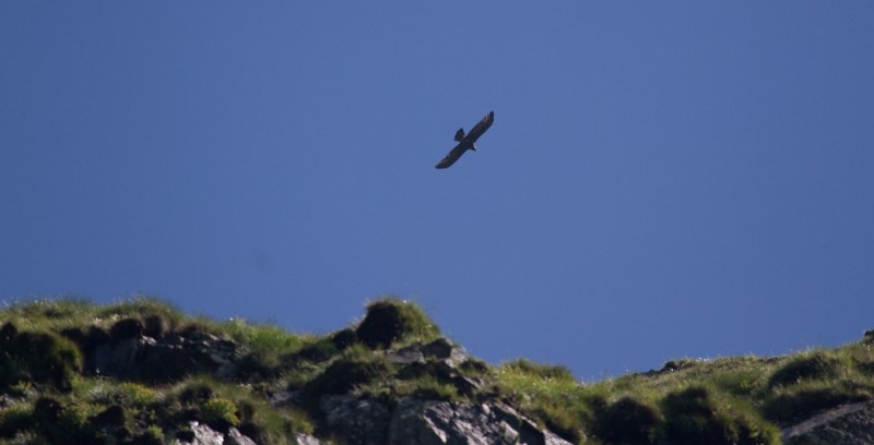 Vf Moldoveanu_007_acvila 3