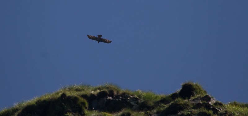 Vf Moldoveanu_008_acvila 4