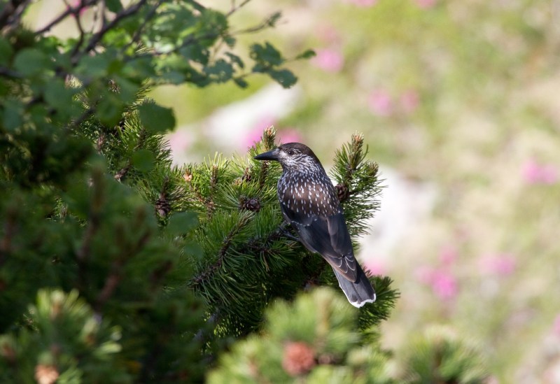 Vf Moldoveanu_026_Alunar2