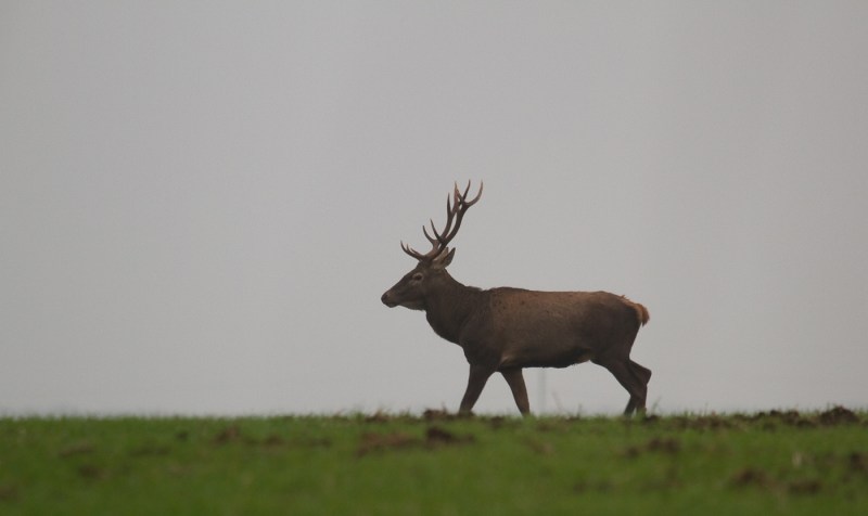 Cerb de noiembrie 03