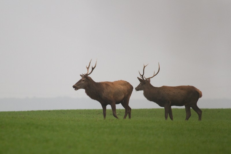 Cerb de noiembrie 04