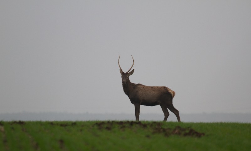 Cerb de noiembrie 06