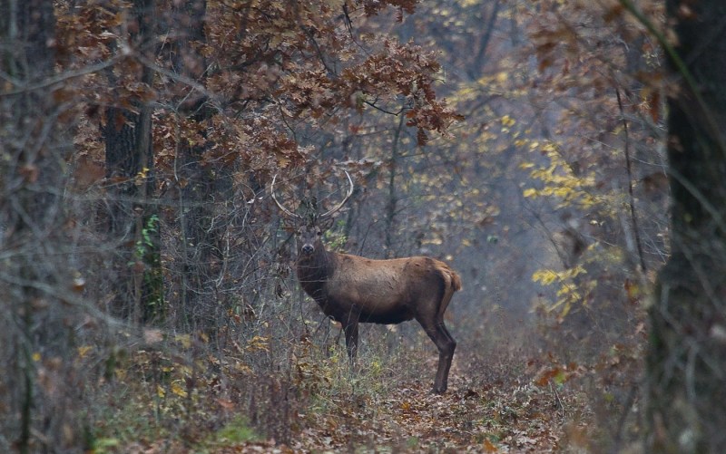 Cerb de noiembrie 07