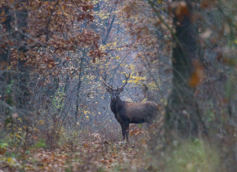 Cerb de noiembrie 08
