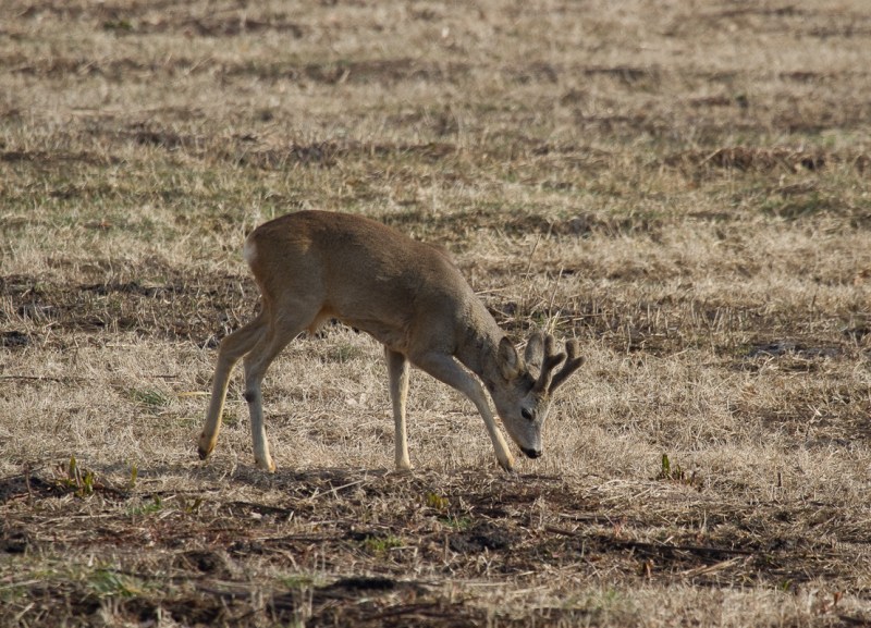 Iepure si caprioare_1000_caprioare
