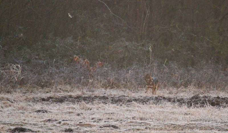 Iepure si caprioare_100_sacal