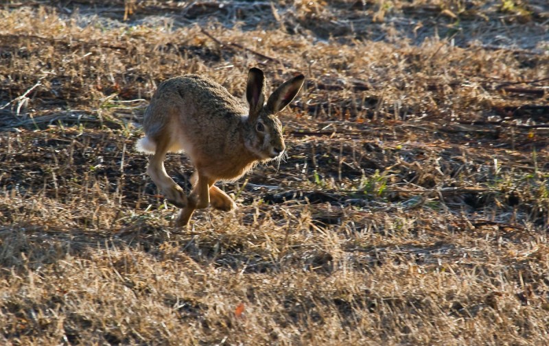 Iepure si caprioare_200_iepure