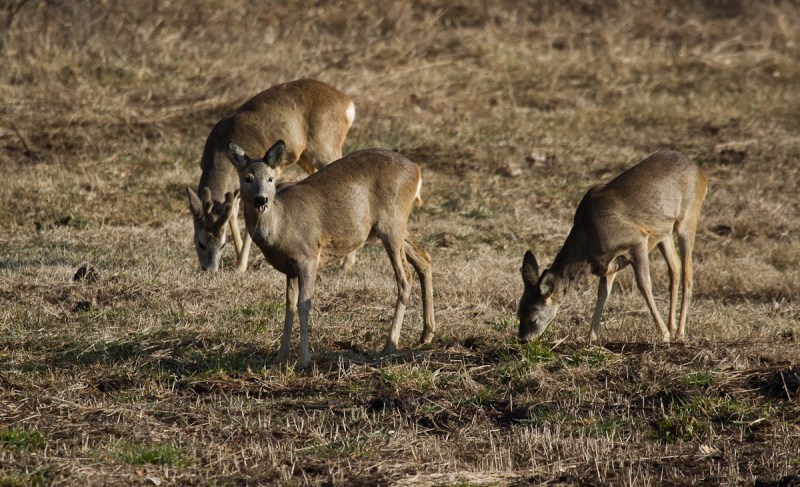 Iepure si caprioare_400_caprioare