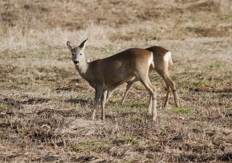 Iepure si caprioare_600_caprioare