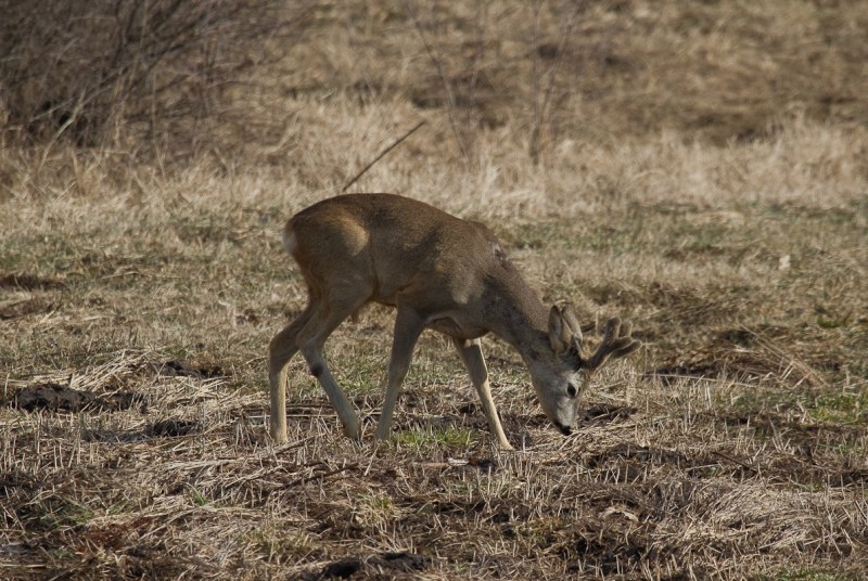 Iepure si caprioare_800_caprior