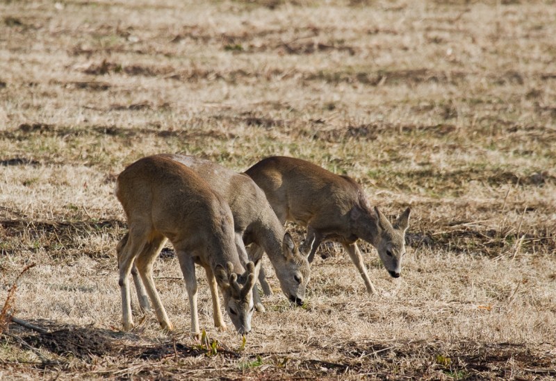 Iepure si caprioare_900_caprioare