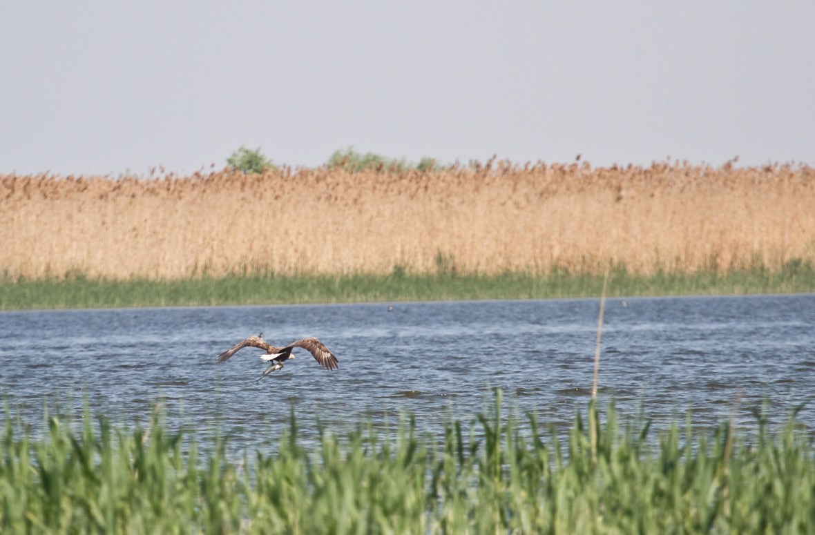 Pasari_la_Uzlina_Codalb 006_cu un peste